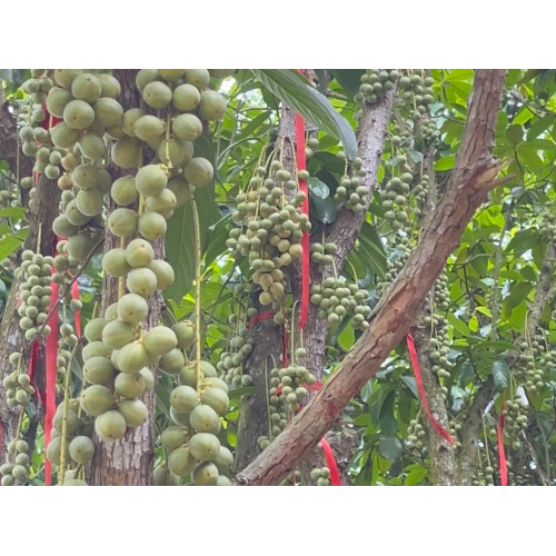 Những Trải Nghiệm Tại Tuấn Tường Trong Mùa Dâu Hạ Châu Này